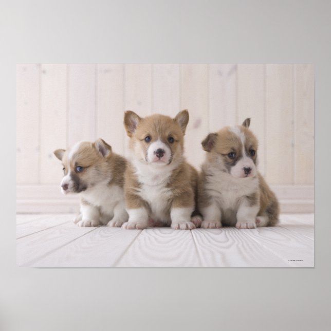 Póster Três Welsh Corgi (Frente)