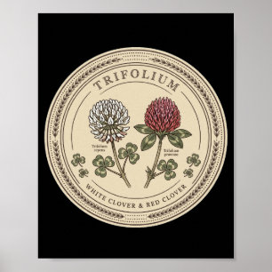 Poster Trevo Branco e Trevo Vermelho - Trifolium Bo Vinta
