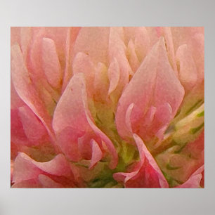 Póster Trevo Rosa
