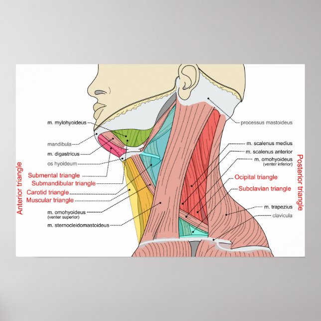 Poster Triângulos Anterior Posterior do pescoço Anatomia  (Frente)