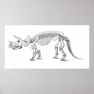 Póster Triceratops Skeleton