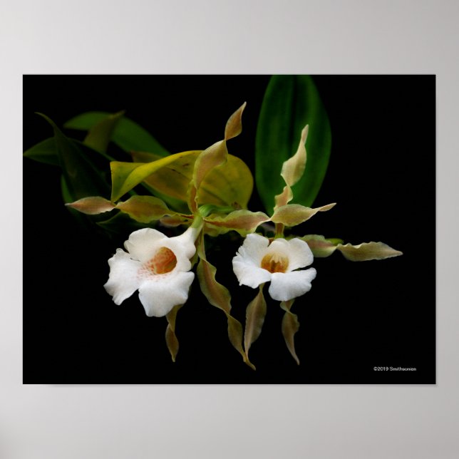 Poster Trichopilia Tortilis (Frente)