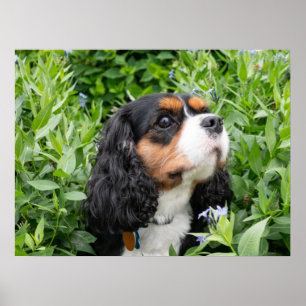 Poster Tricolor Cavalier King Charles Spaniel Dog