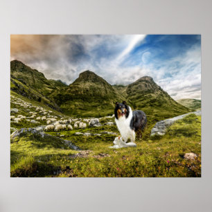 Poster Tricolor Scotch Collie com Lamb parelhando ovelha