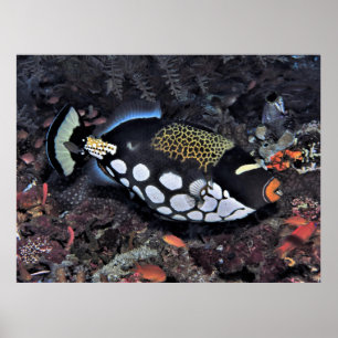 Poster Triggerfish Raja Ampat
