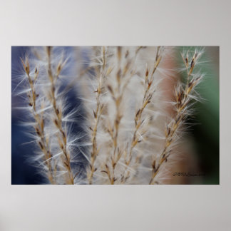 Póster Trigo de inverno 2