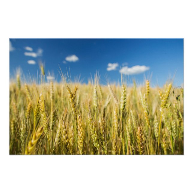 Póster Trigo de Kansas (Frente)