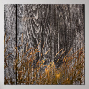 Poster Trigo Prairie No Conselho De Barn