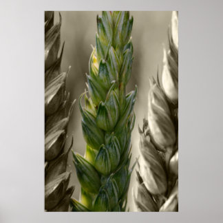 Póster Trigo Weizen