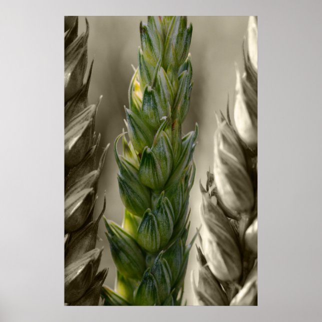 Póster Trigo Weizen (Frente)