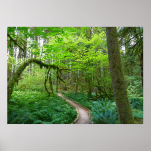 Poster Trilha Ancient Groves no Parque Nacional Olympic