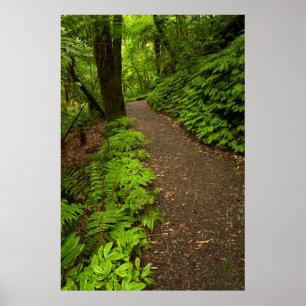 Poster Trilha Através da Floresta