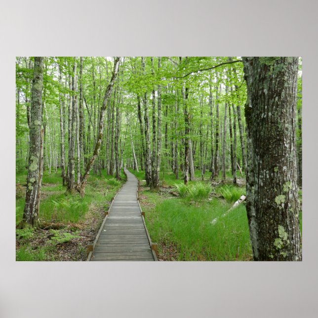 Poster Trilha da Passarela Jesup Path (Frente)