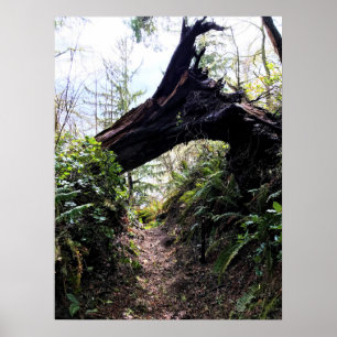 Poster Trilha de Loop da Floresta Costeira, Desapontament