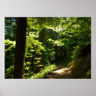 Poster Trilha de Silver Falls