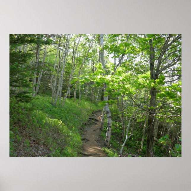 Poster Trilha Florestal no Parque Nacional de Acadia (Frente)