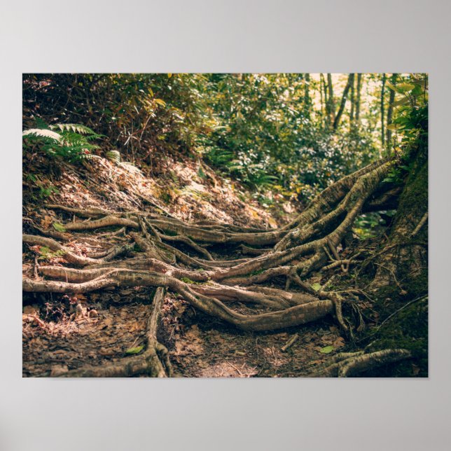 Poster Trilha Green Knob Montanhas Blue Ridge (Frente)