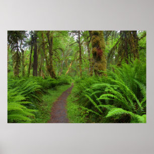 Poster trilha Maple Glade, samambaias e musgo cobertos