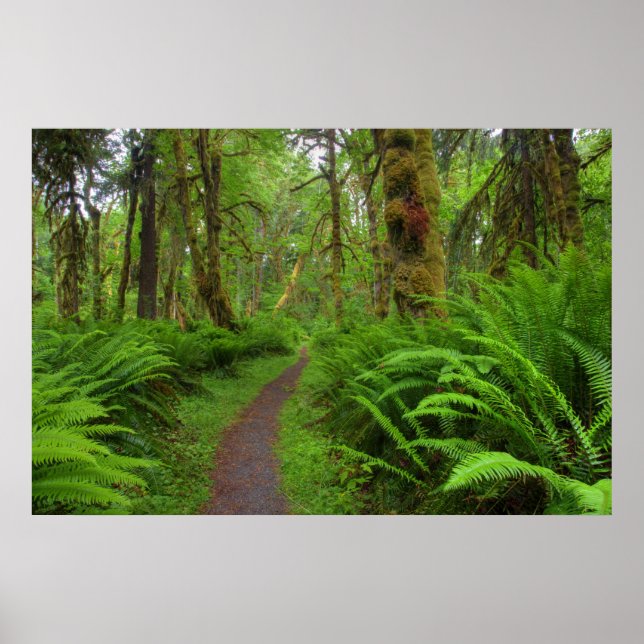 Poster trilha Maple Glade, samambaias e musgo cobertos (Frente)