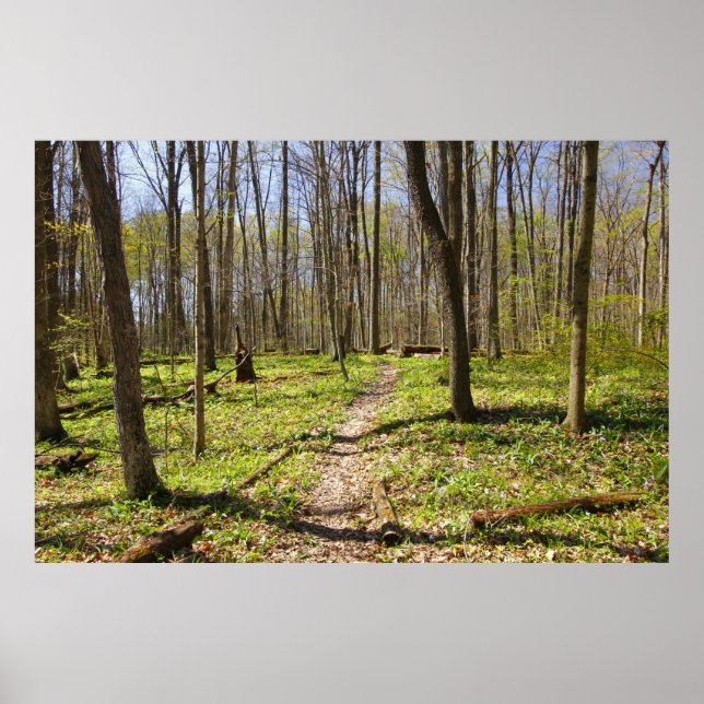 Poster Trilha Woodland em Primavera precoce (Frente)