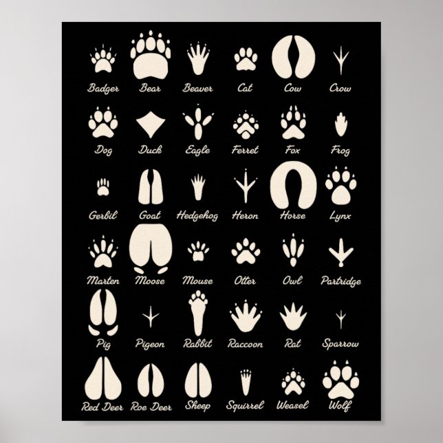 Poster Trilhas de Animais S Animais Comuns e Trilhas de A (Frente)