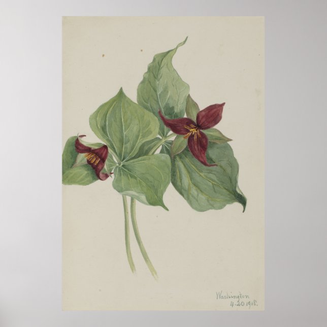 Poster Trilium Vermelho (Trillium erectum) (Frente)