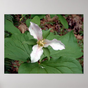 Póster Trillium