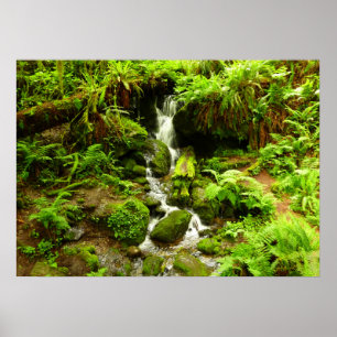 Póster Trillium Falls no Parque Nacional de Redwood