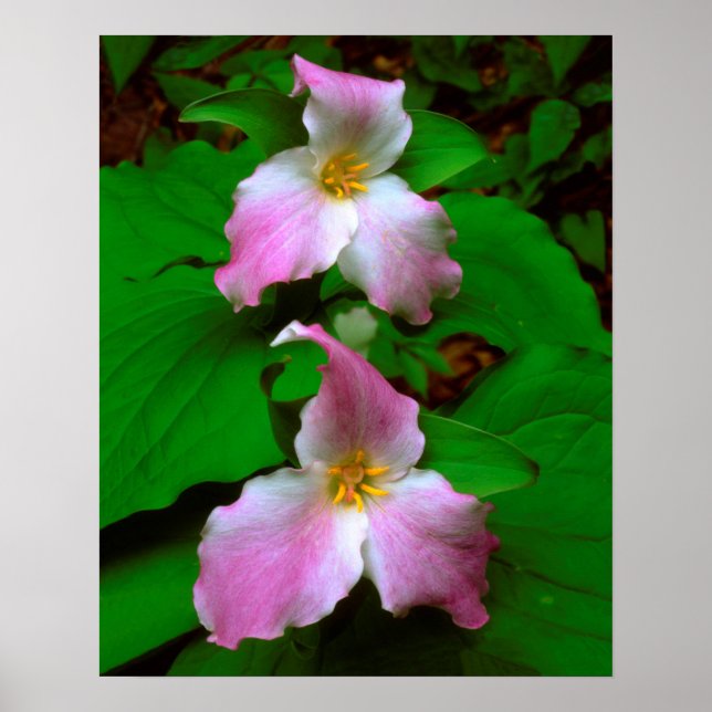 Poster Trillium Wildflower (Frente)