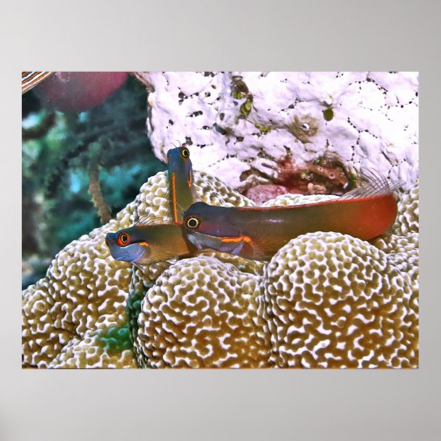 Poster Trio Blenny de Ponta (Frente)