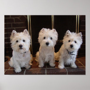 Poster Trio da menina de Westie