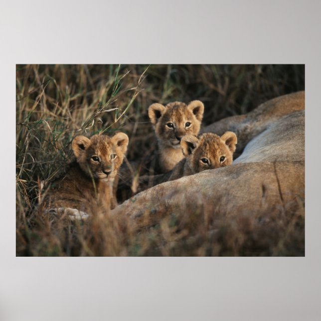 Poster Trío de cachorros de leão com a mãe (Frente)