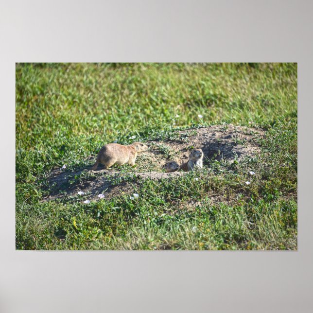 Poster Trio de Cães da Pradaria, Parque Nacional Badlands (Frente)