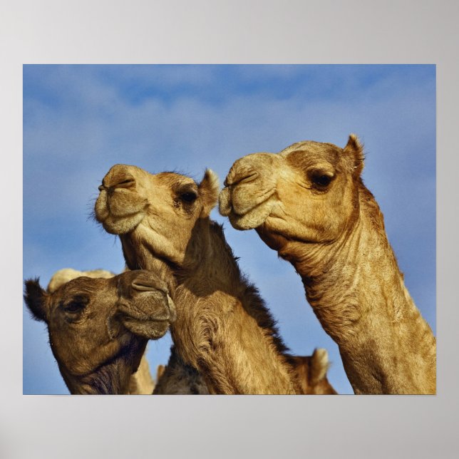 Póster Trio de camelos, mercado de camelos, Cairo, Egito (Frente)