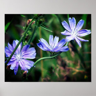 Poster Trio de Flor de Chicória Selvagem Azul