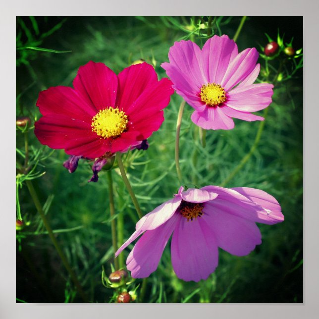 Poster Trio de Flores Cosmos Daisy  (Frente)