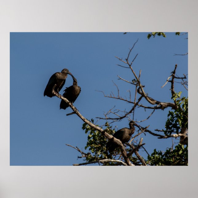Poster Trio de Hamerkops na Canopia (Frente)