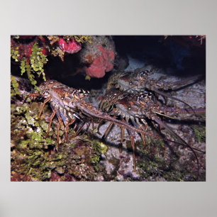 Poster Trio de lagosta