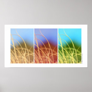 Poster Trio de Macro Grass