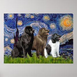 Póster Trio de Newfie - Noite Estrelada