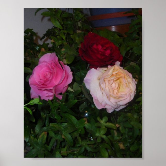 Poster Trio de Rosas (Frente)