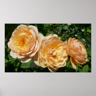 Poster Trio de Rosas de pêssego Floral