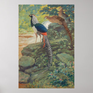 Poster Trio do faisão de Lady Amherst por cascata