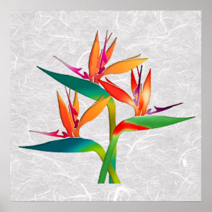 Poster Trio dos pássaros de paraíso