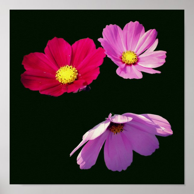 Poster Trio Flutuante de Flores de Daisy Cosmos (Frente)