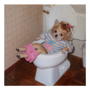 Póster Triunfo no Vaso do Chihuahua Retro de Heather-Lynn
