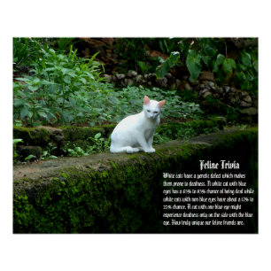 Póster Trivia de Gato Branco