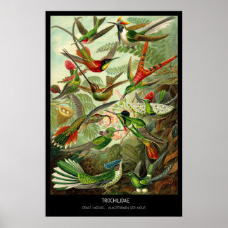 Poster Trochilídeos - Placa 99 - Kunstformen der Nature