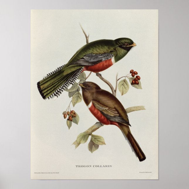 Poster Trogon Collaris (Frente)
