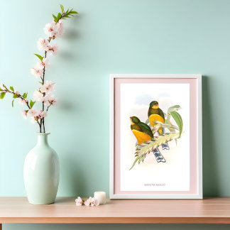 Poster Trogon de Macklot (1850-1883)